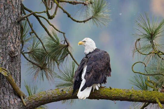  Bald eagle with fluff in its beak.