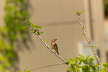 Female Eastern Bluebird (Sialia sialis) &ndash; Bringing food to her chicks in nest boxes or tree cavities.