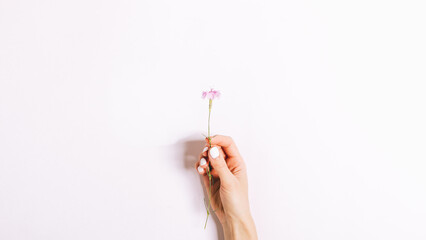 Hand holding a pink flower
