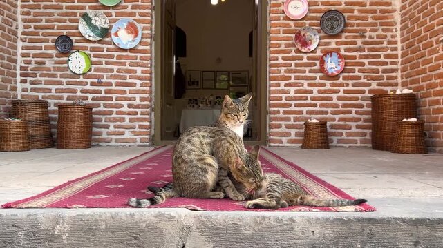 Horizontal 4K video. Homeless stray street mother cat licks and cleans kitten fur, kitten drinks milk near kitchenware store brick wall. Concept of family, drink, wild life, pet care, lunch, breakfast