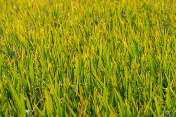 close-up view of a rice field with green and yellowish plant. Background and texture.