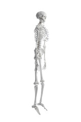 Obraz premium Artificial human skeleton model on white background