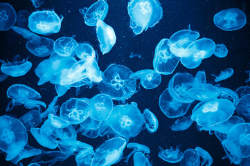 静寂に漂う青の舞