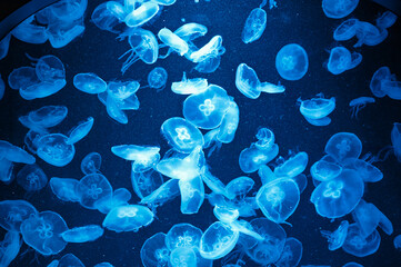 静寂に漂う青の舞