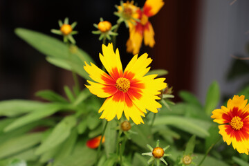 Yellow and orange Coreopsis flower on a plant in a garden
