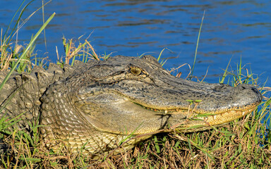 Close-up of an Alligator at dusk.