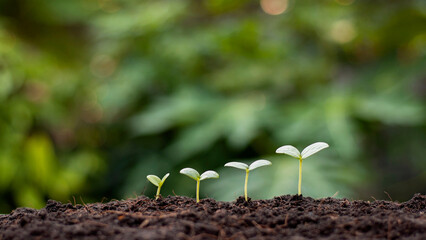 Green and White Gradient Light Modern Leaf Illustrative Nature Growing Plant Gardening