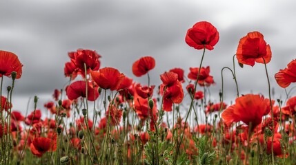 Obraz premium A field of vibrant red poppies under gray clouds with green grass in the background, symbolizing remembrance on Memorial Day. The red flowers stand out against the sky, captured in natural light.