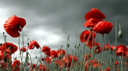 Obraz premium A field of vibrant red poppies under gray clouds with green grass in the background, symbolizing remembrance on Memorial Day. The red flowers stand out against the sky, captured in natural light.