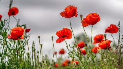 Obraz premium A field of vibrant red poppies under gray clouds with green grass in the background, symbolizing remembrance on Memorial Day. The red flowers stand out against the sky, captured in natural light.