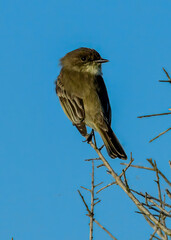 Eastern Phoebe perched on a branch