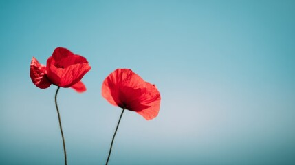 Two red poppies against a clear blue sky, with ample copy space. A minimalistic composition perfect for remembrance, Armed Forces Day, or Valentine’s Day, captured with natural lighting sharp focus.
