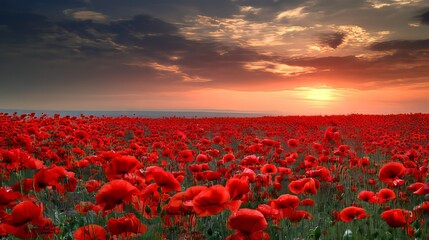 Red poppy field at sunrise with dramatic clouds in the sky, an endless sea of vibrant red flowers stretches into the distance, evoking feelings of joy, tranquility, and nostalgia.