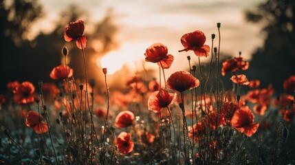 Obraz premium Enchanting sunset behind a poppy field, with vibrant red petals contrasting beautifully against the golden hues of the setting sun. Dreamy atmosphere captured in a serene and peaceful moment.