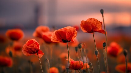 Naklejka premium Enchanting sunset behind a poppy field, with vibrant red petals contrasting beautifully against the golden hues of the setting sun. Dreamy atmosphere captured in a serene and peaceful moment.