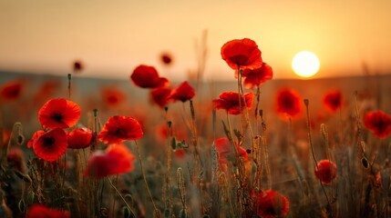 Obraz premium Enchanting sunset behind a poppy field, with vibrant red petals contrasting beautifully against the golden hues of the setting sun. Dreamy atmosphere captured in a serene and peaceful moment.