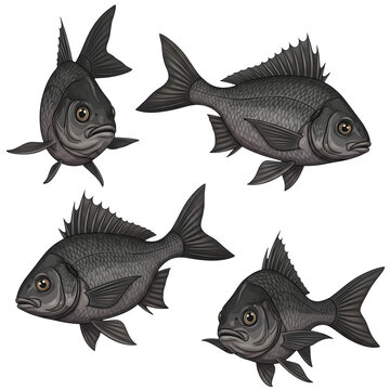 Carp fishes collection set underwater animals black sea bream fish isolated background