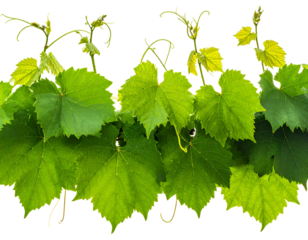Lush green foliage with winding vines against a dark background