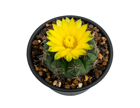 Round cactus with vibrant yellow bloom in dark pot
