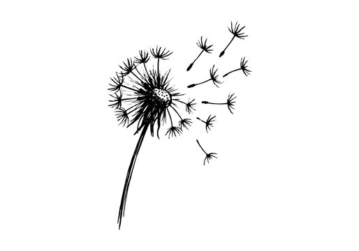 Wild dandelion hand drawn simple sketch vector illustration