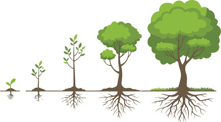 Tree growth stages from sprout to full grown tree with roots and foliage cycle