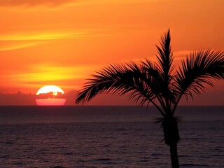 Palm tree silhouette against a fiery sunset over a calm ocean horizon,  tropical,  tranquil