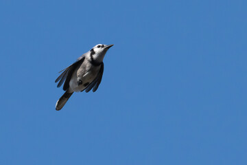 Blue jay in flight against a blue sky.