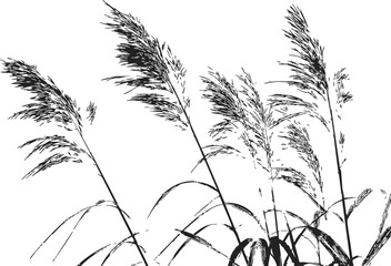 Reed grass sketch, hand drawn silhouette of tall wild reeds swaying in wind — stock vector