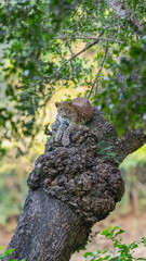 The Sri Lankan leopard - Panthera pardus kotiya - Ceylon  leopard