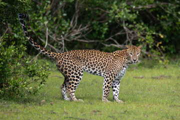 The Sri Lankan leopard - Panthera pardus kotiya - Ceylon  leopard