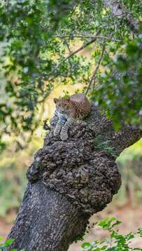 The Sri Lankan leopard - Panthera pardus kotiya - Ceylon  leopard
