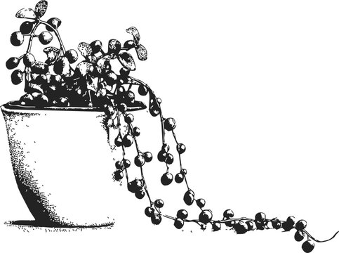 String of pearls plant sketch, hand drawn succulent in pot with trailing stems &mdash; stock vector