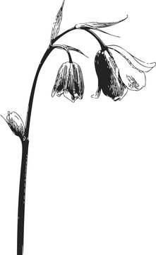 Bellflower sketch hand drawn black and white botanical stem with drooping blossoms &mdash; stock vector