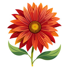 gaillardia on white background