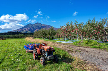 【青森県弘前市りんご】岩木山麓津軽の秋、りんご園は収穫中