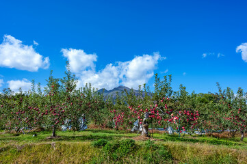 【青森県弘前市りんご】岩木山麓津軽の秋、りんご園は収穫中