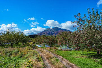 【青森県弘前市りんご】岩木山麓津軽の秋、りんご園は収穫中