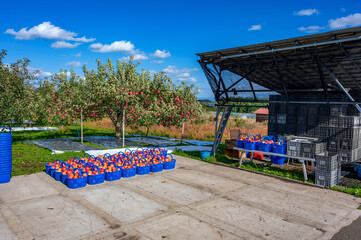 秋晴れの下、りんご園は収穫の最中