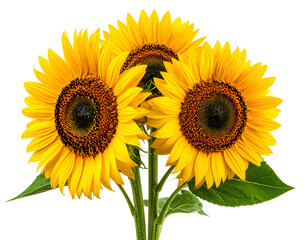Three vibrant, large yellow sunflowers against a dark background