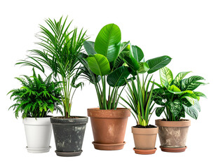 Assorted potted houseplants with lush green foliage