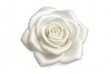 White satin rose flower isolated on transparent background