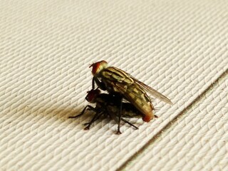 mosquito sucking blood, Fly mating
