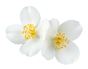Two delicate white flowers with yellow centers on black