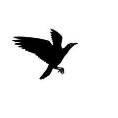 Black bird silhouette in flight against a white background.