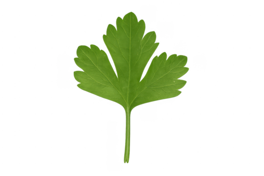 Fresh green parsley leaf isolated on transparent background