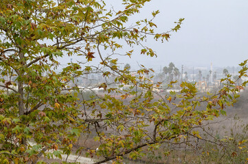 Eucalyptus Tree Trunk and Foliage in Gum Grove Park