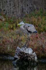 Great Blue Heron Looking Left on Driftwood, Gum Grove Park
