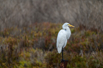 Snowy Egret Resting on Rusty Metal, Gum Grove Park