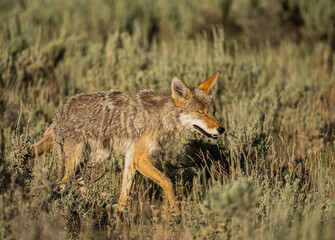 Coyote Mid Blink While Walking Through Sage Field