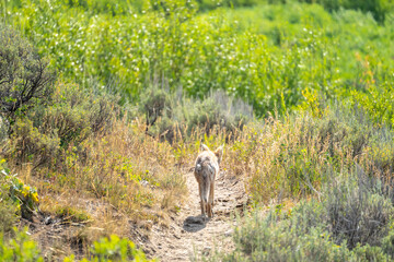Coyote Walks Away Along Trail Flanked With Sage Brush